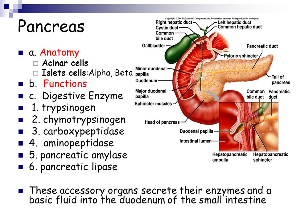 Anatomy enzymes
